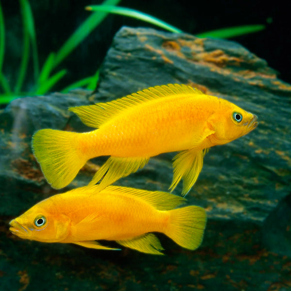 Cichlid
