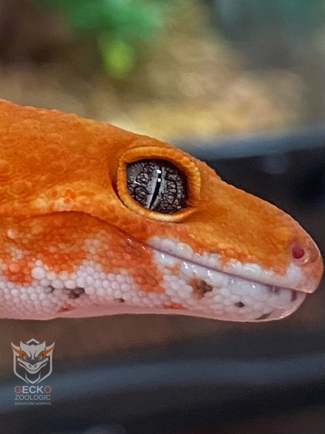 Leopard Geckos