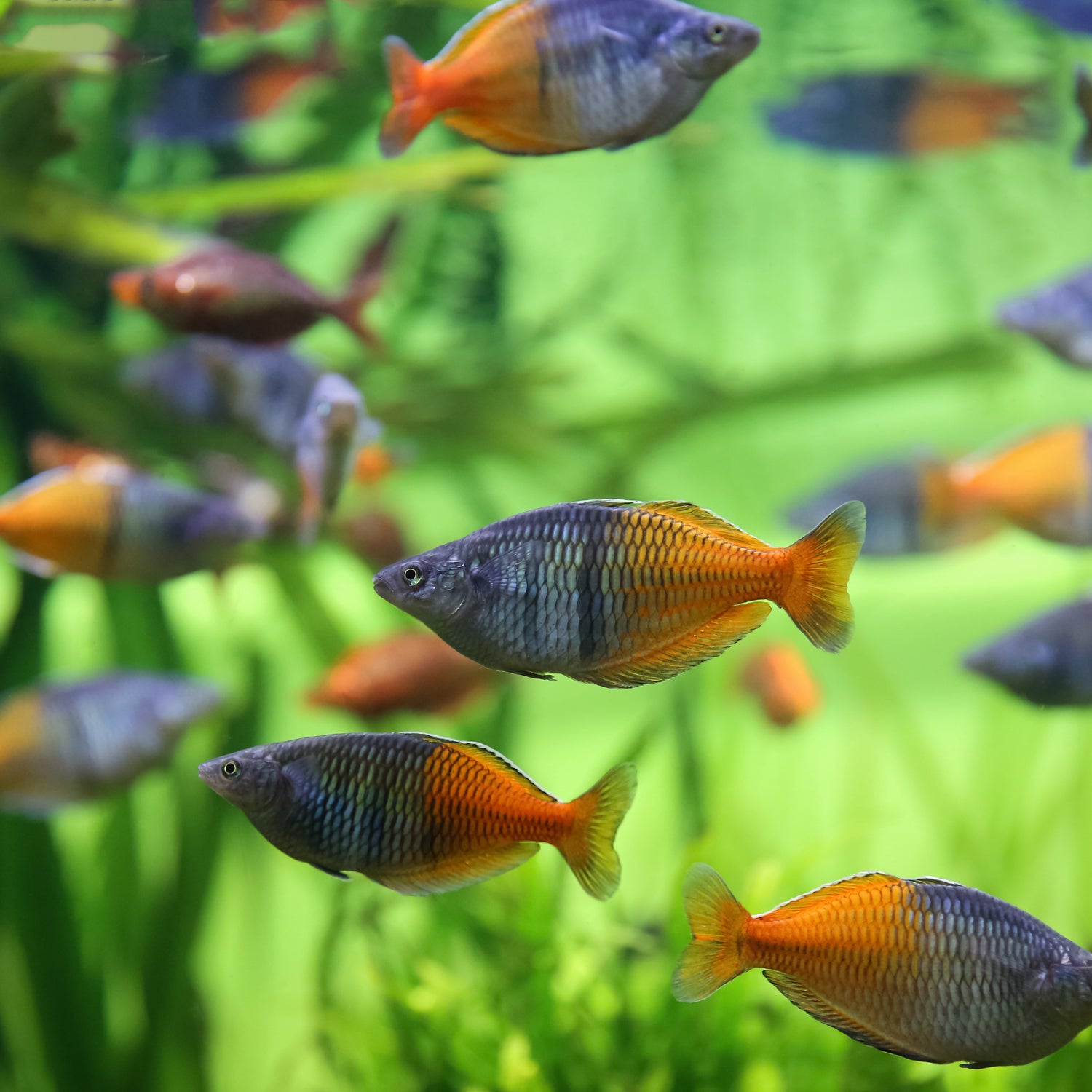 Freshwater Products