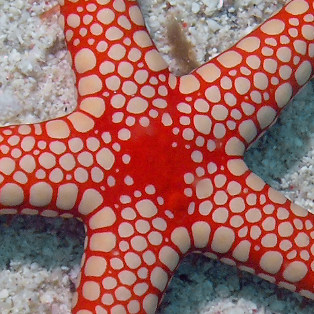 Saltwater Inverts