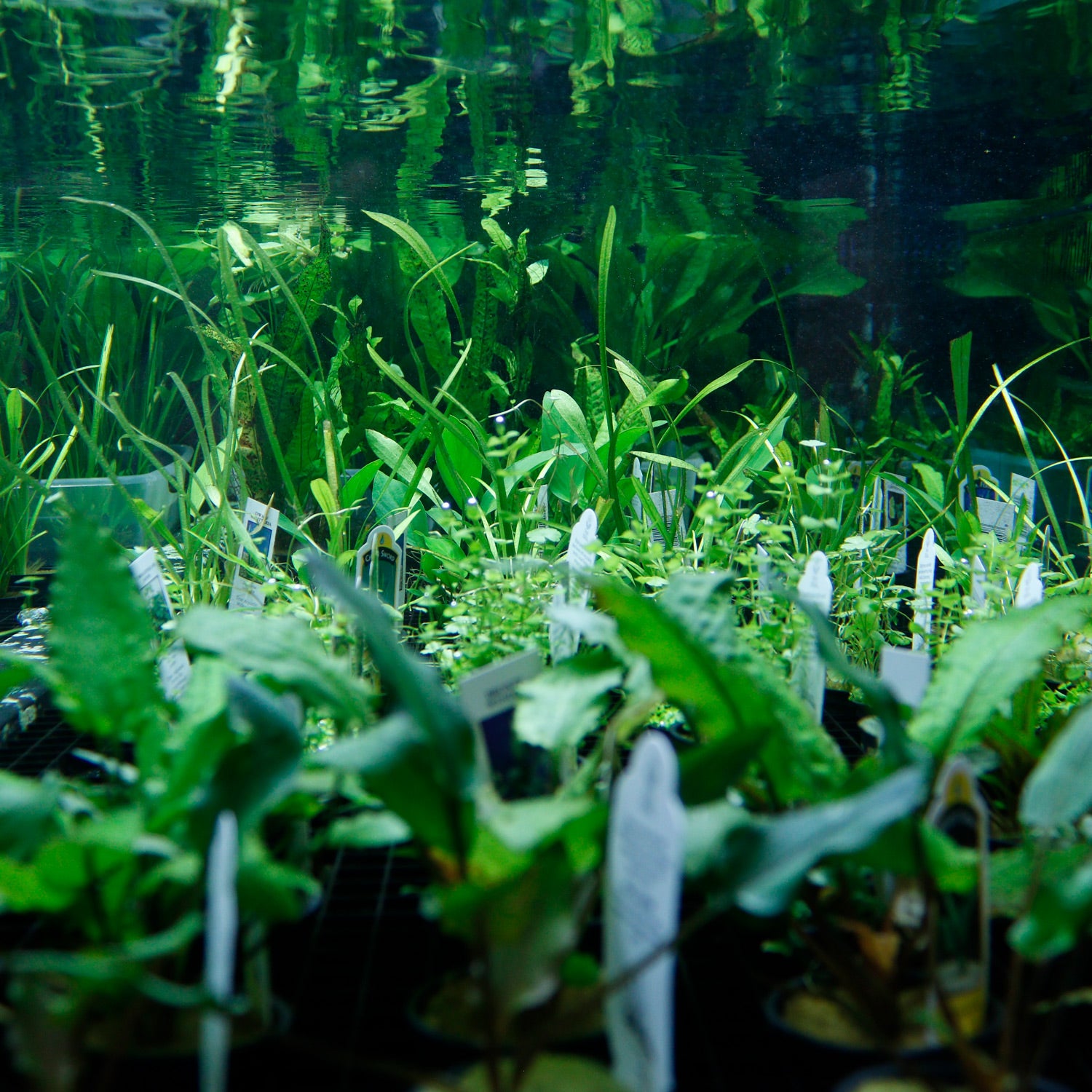 Freshwater Plants