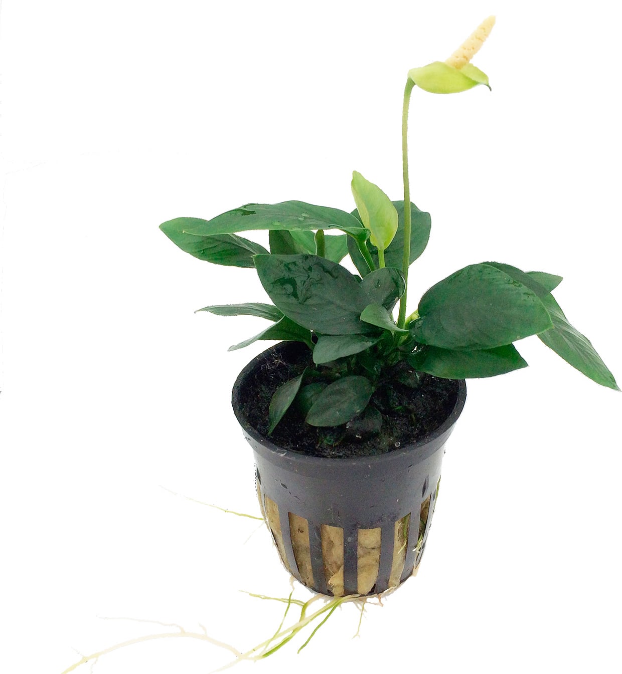 Anubias Nana Barteri Plant Pot