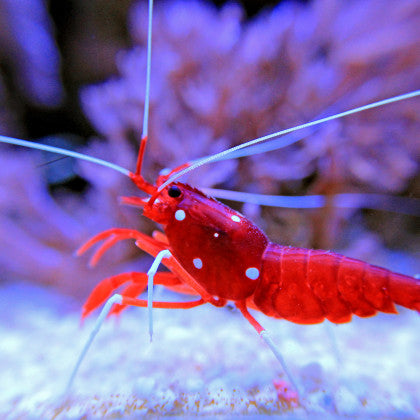 Blood Shrimp