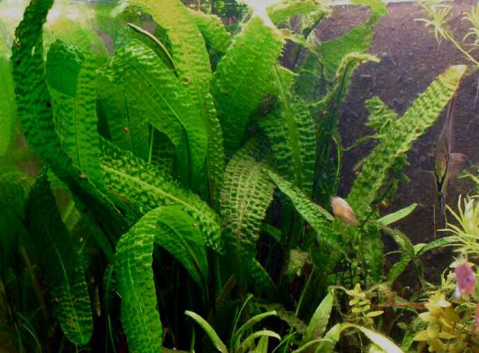 Aponogeton Boivianus Medium Plant