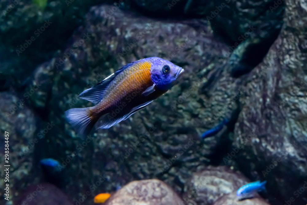 Red Fin Borleyi Cichlid LG