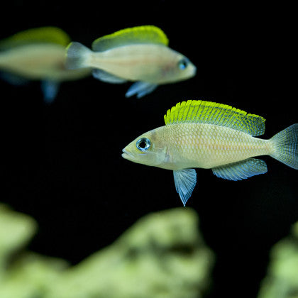 Neolamprologus Caudopunctatus