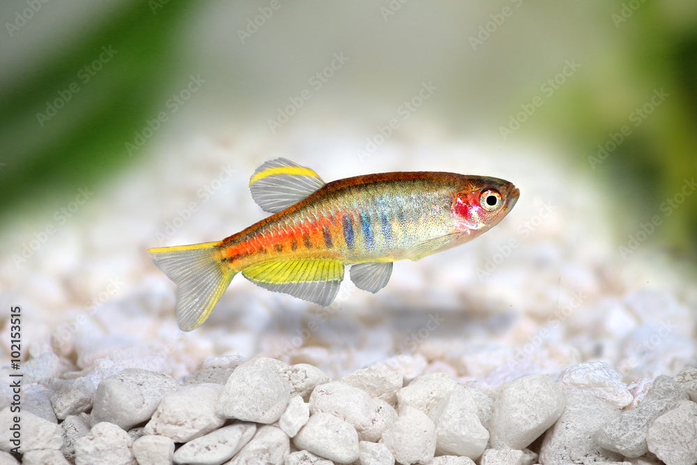 Choprai Danio (Glolite)