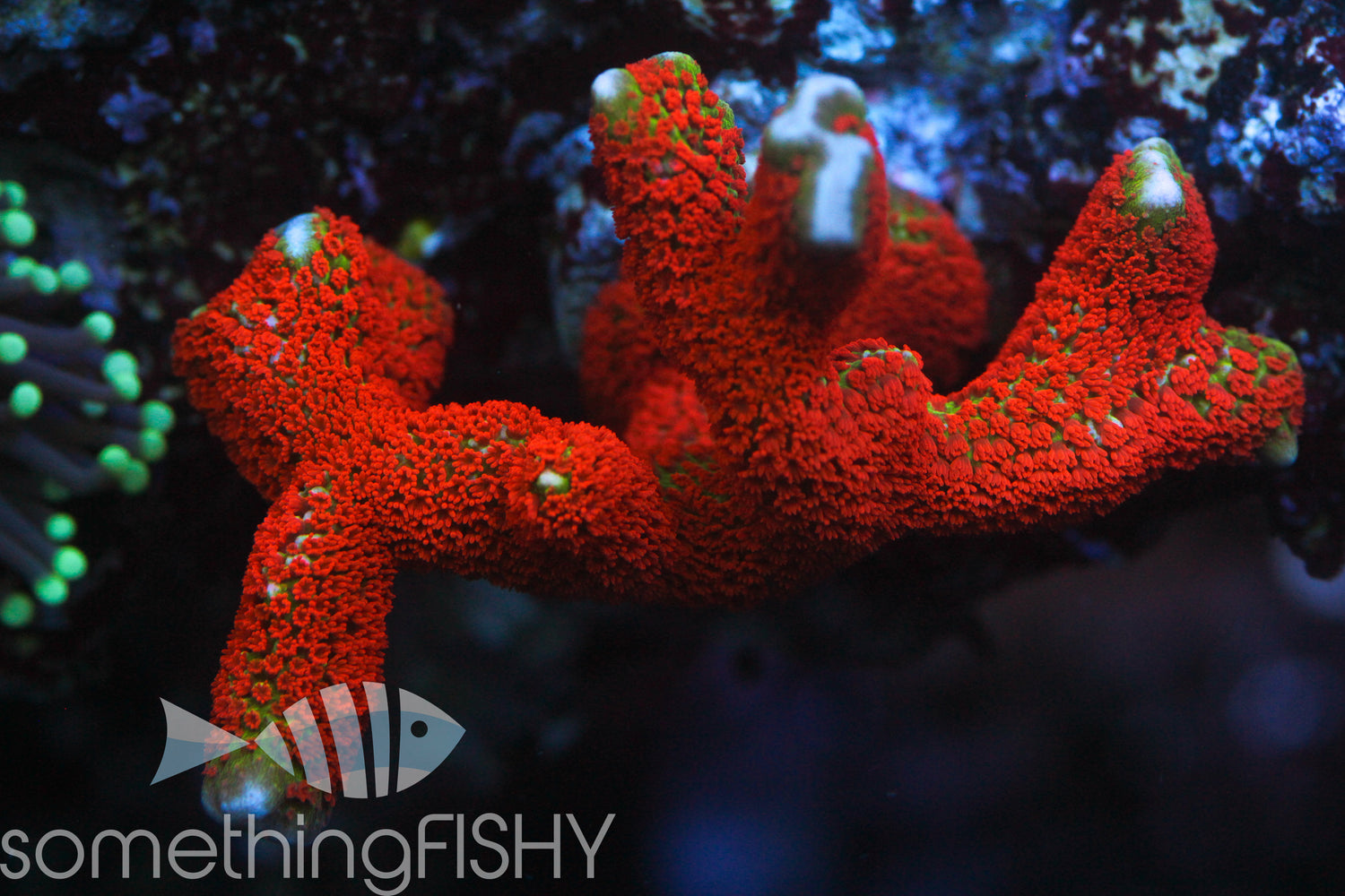 Forest Fire Montipora Digitata