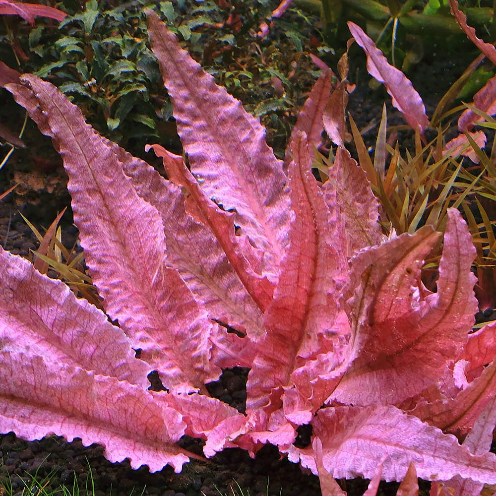 Crypt Pink Flamingo Plant Pot