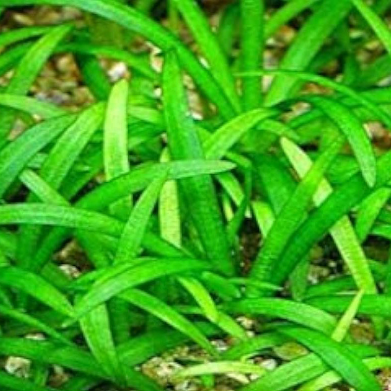 Dwarf Sagittaria Plant Pot