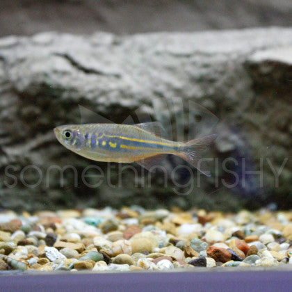 Giant Danio