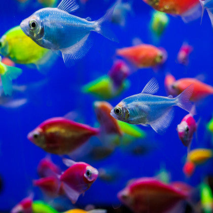 Glo Tetra