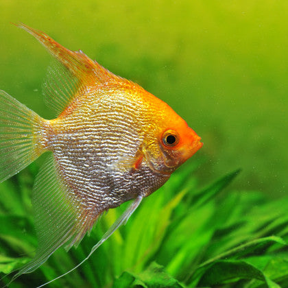 Gold Angelfish