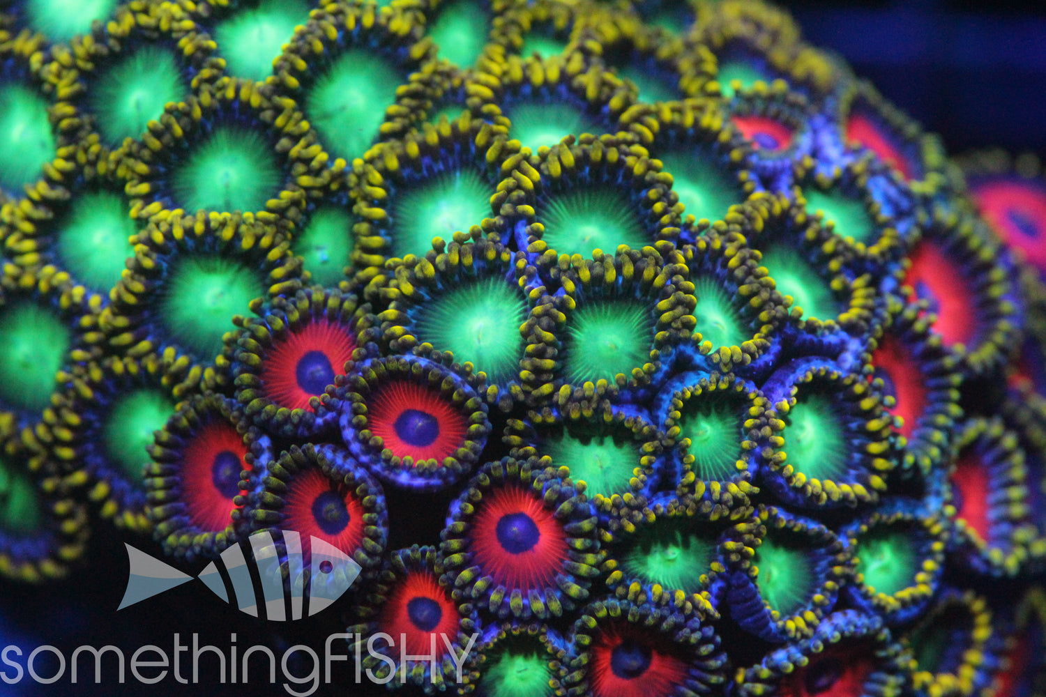 Radioactive Dragon Eyes Paly/Zoa