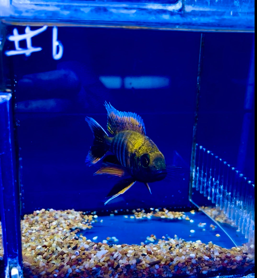 #6 Otter Point Peacock 4