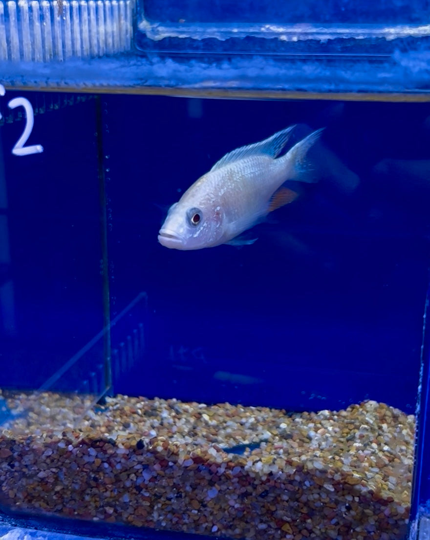 #2 White Knight Ahli 4