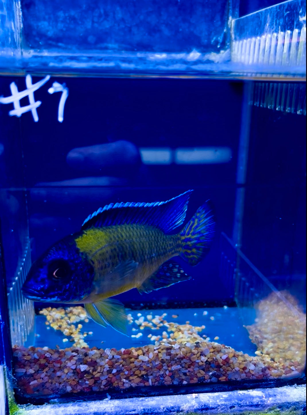 #7 Flavescent Peacock 4