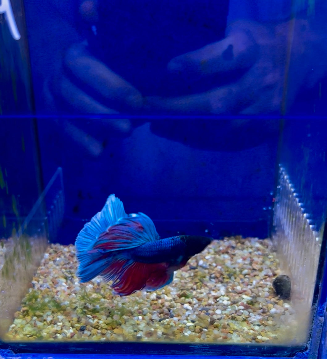 #9 Male Betta