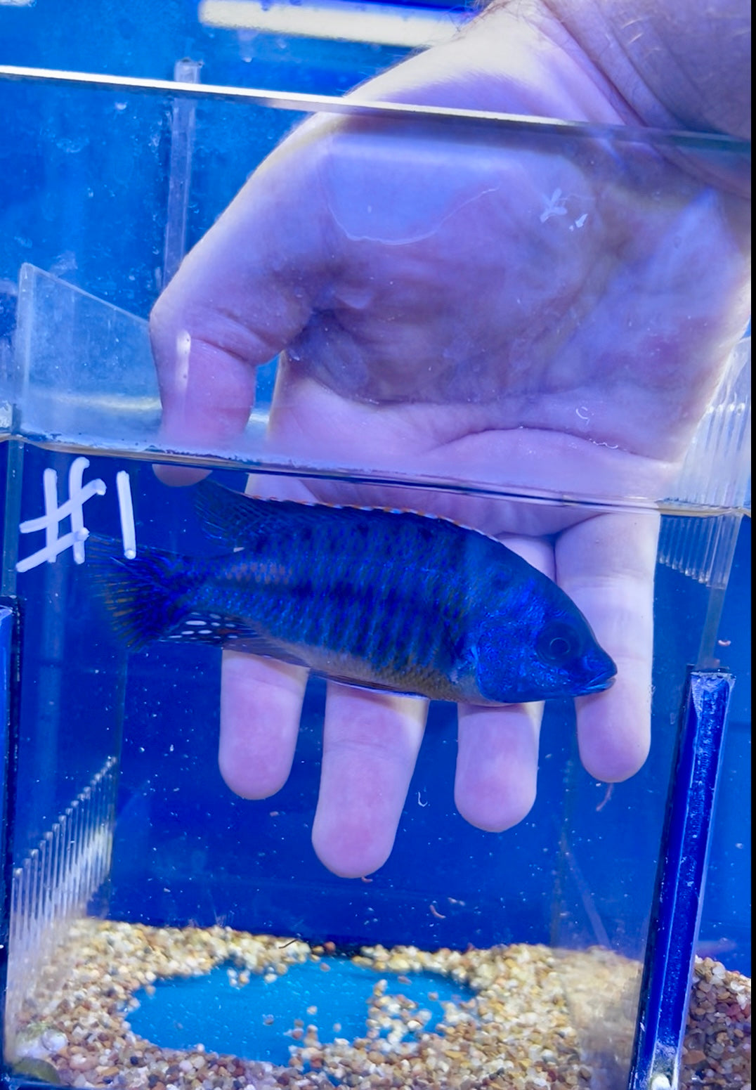 #1 Tangerine Tiger 4