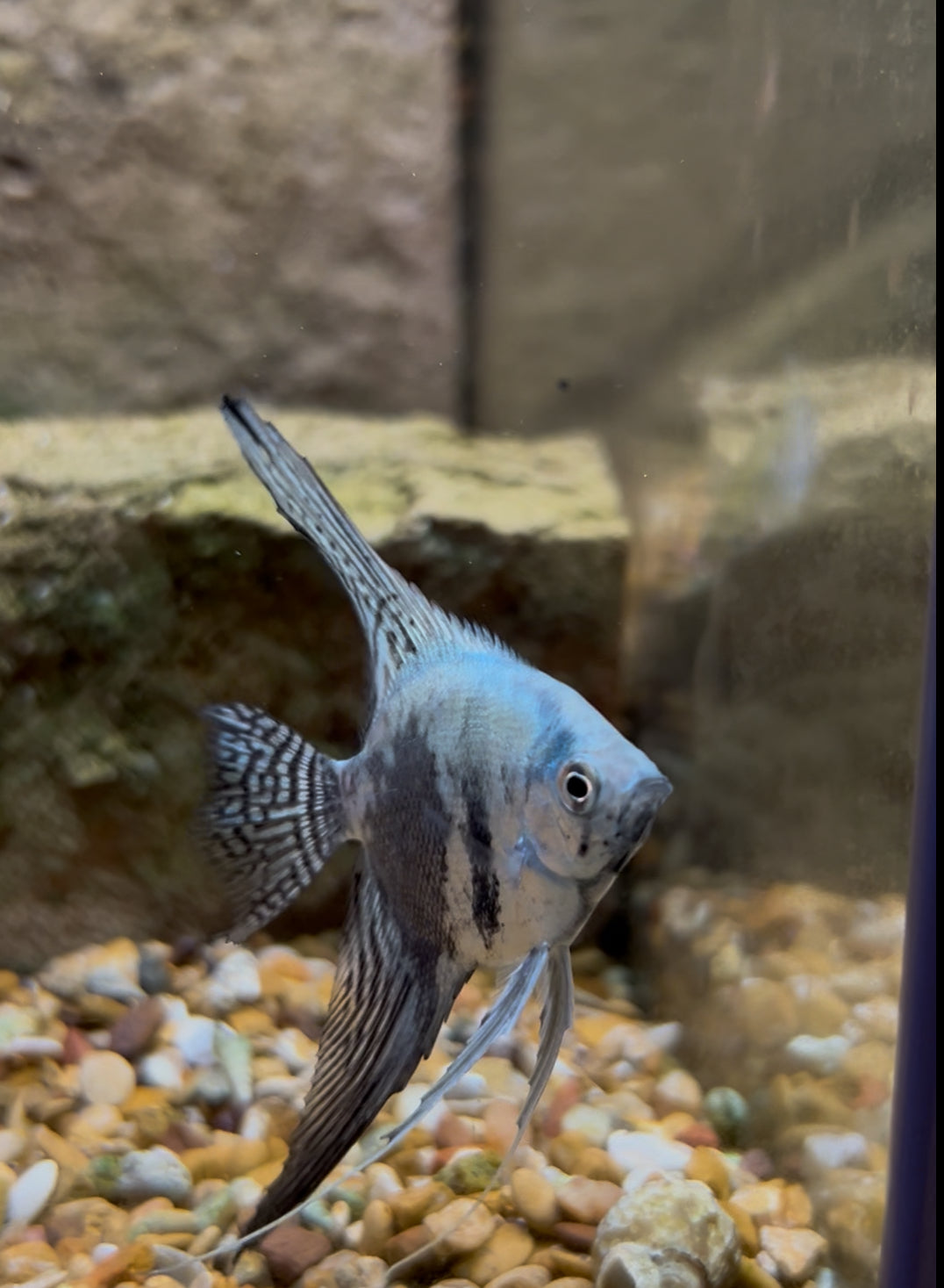 #12 Smokey Blue Angelfish