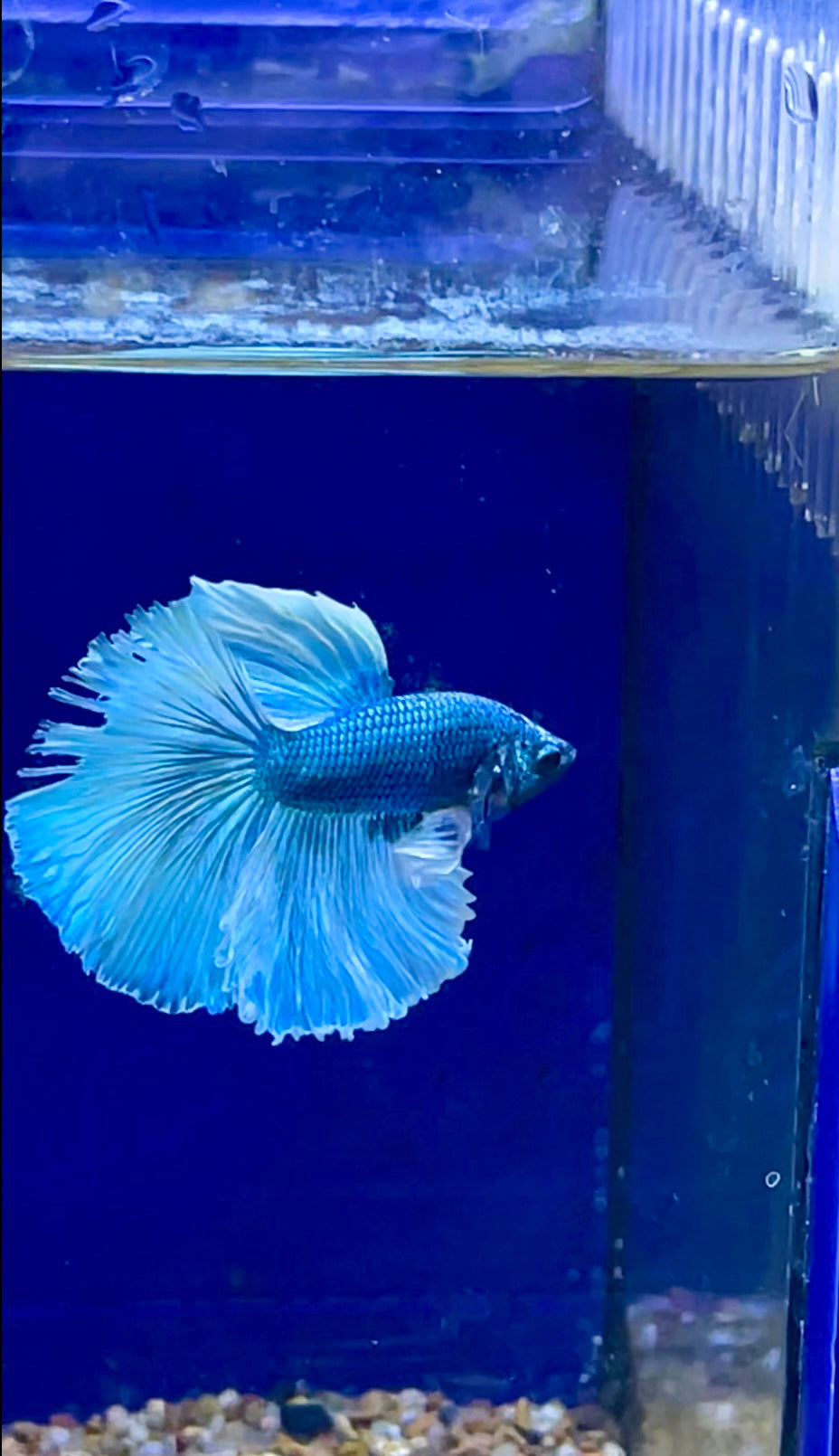 #10 Male Betta