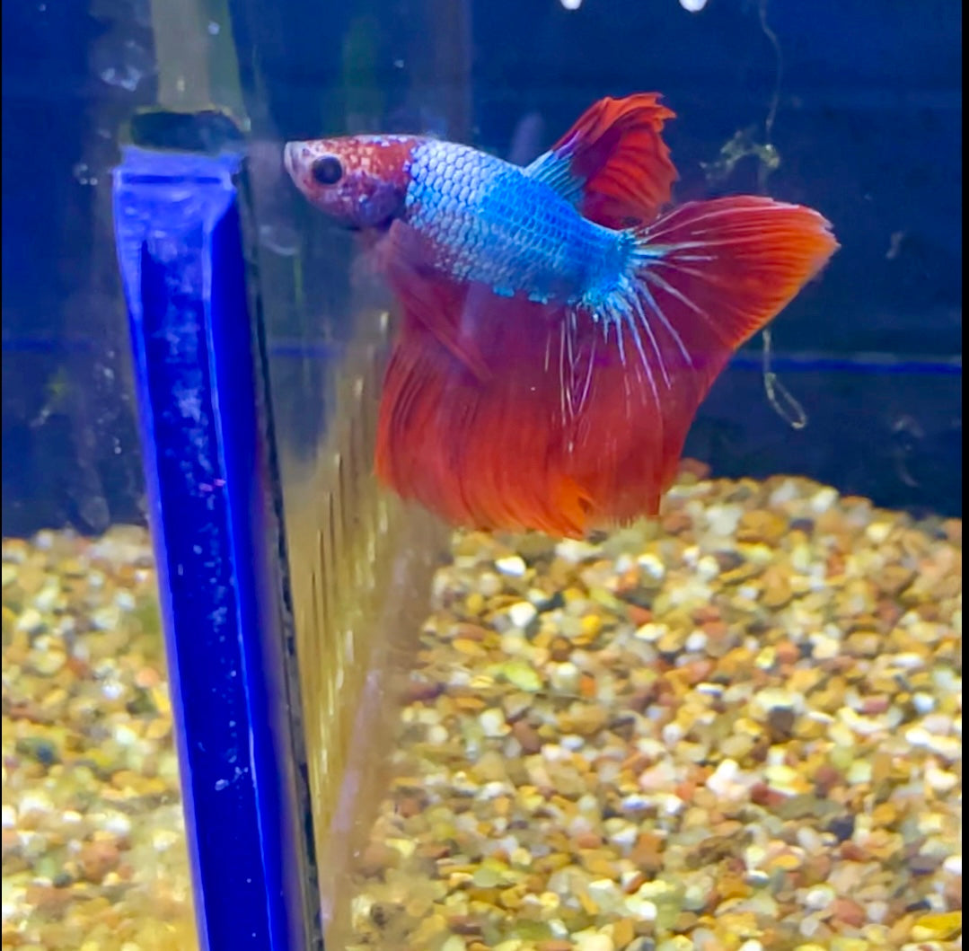 #14 Male Betta