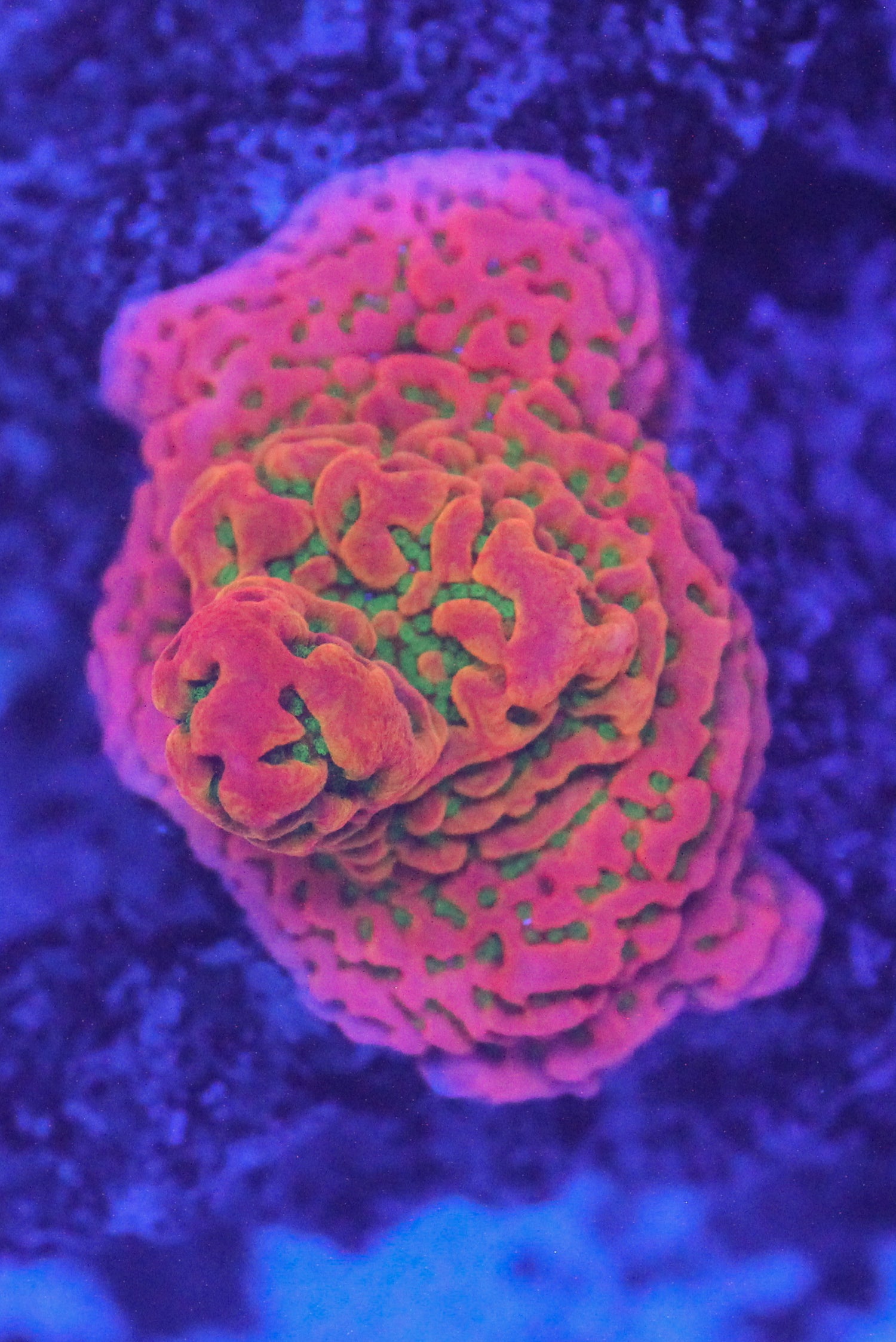 Tropic Thunder Montipora