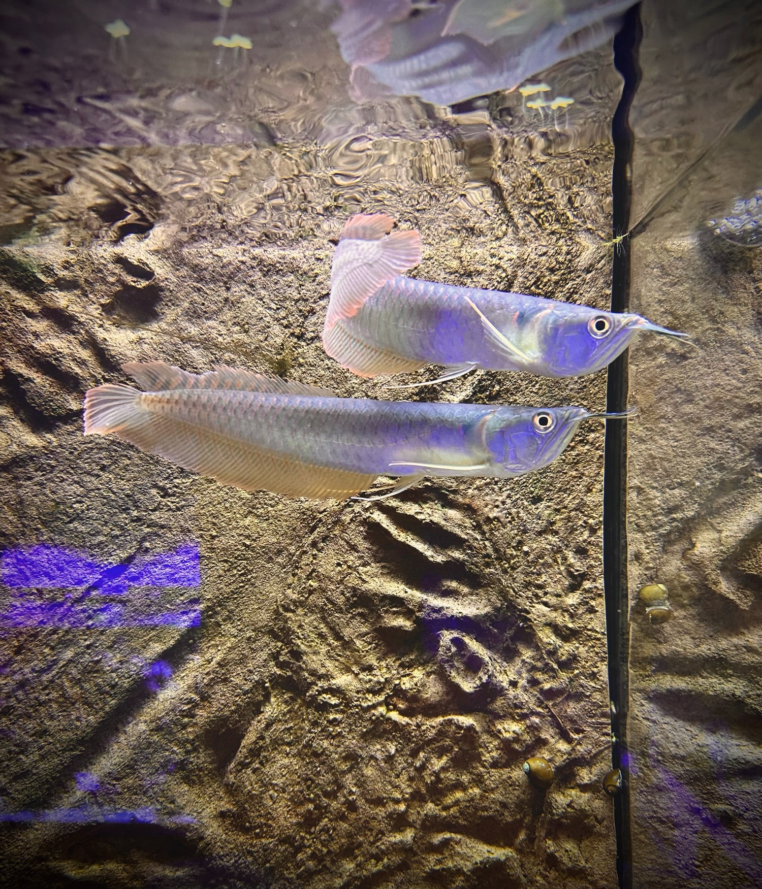 Arowana Silver Sm