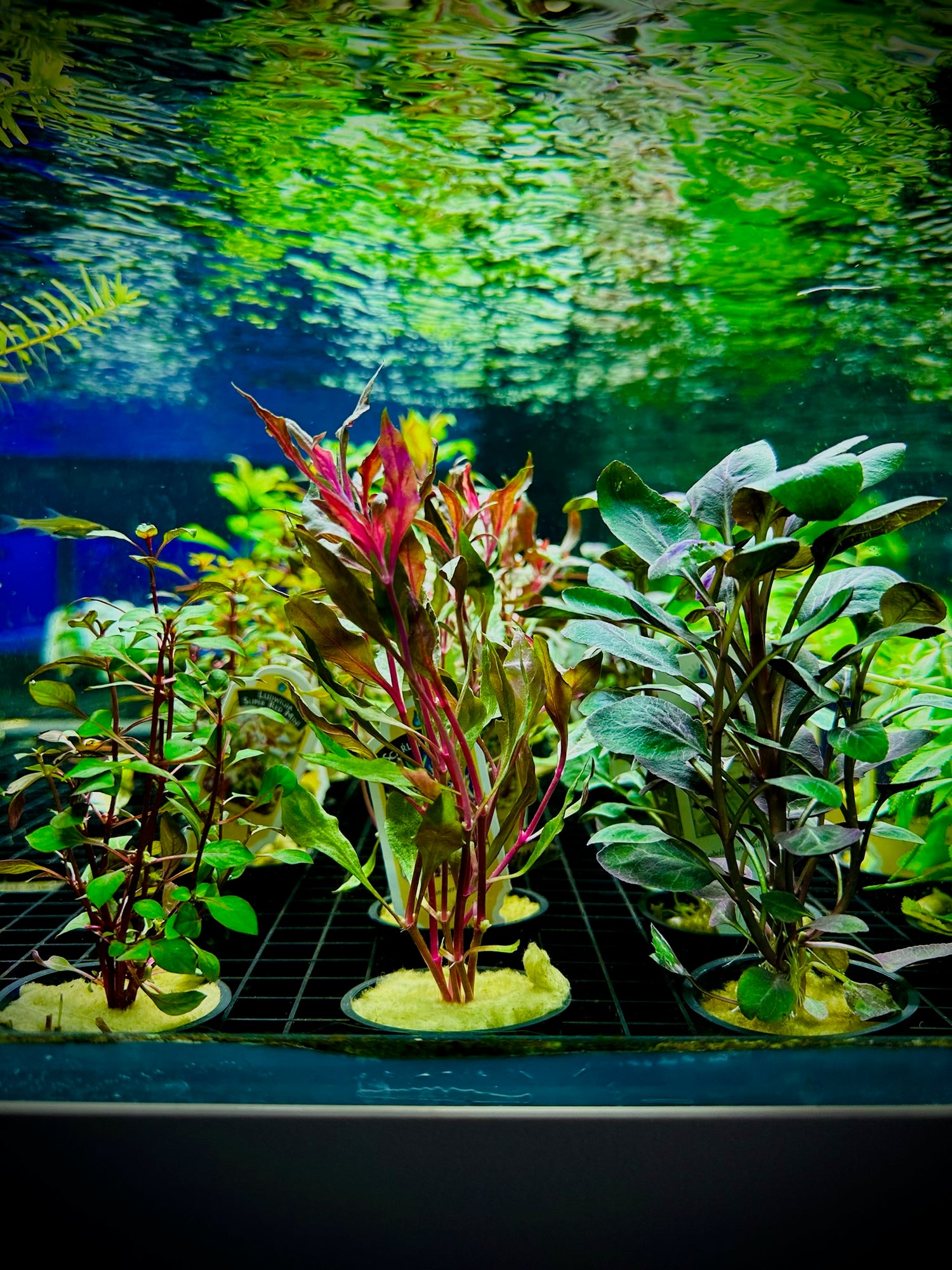 Scarlet Temple Plant Pot