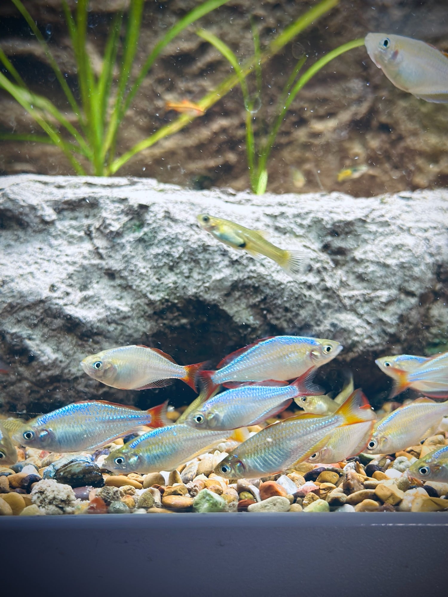 Neon Dwarf Rainbowfish 2