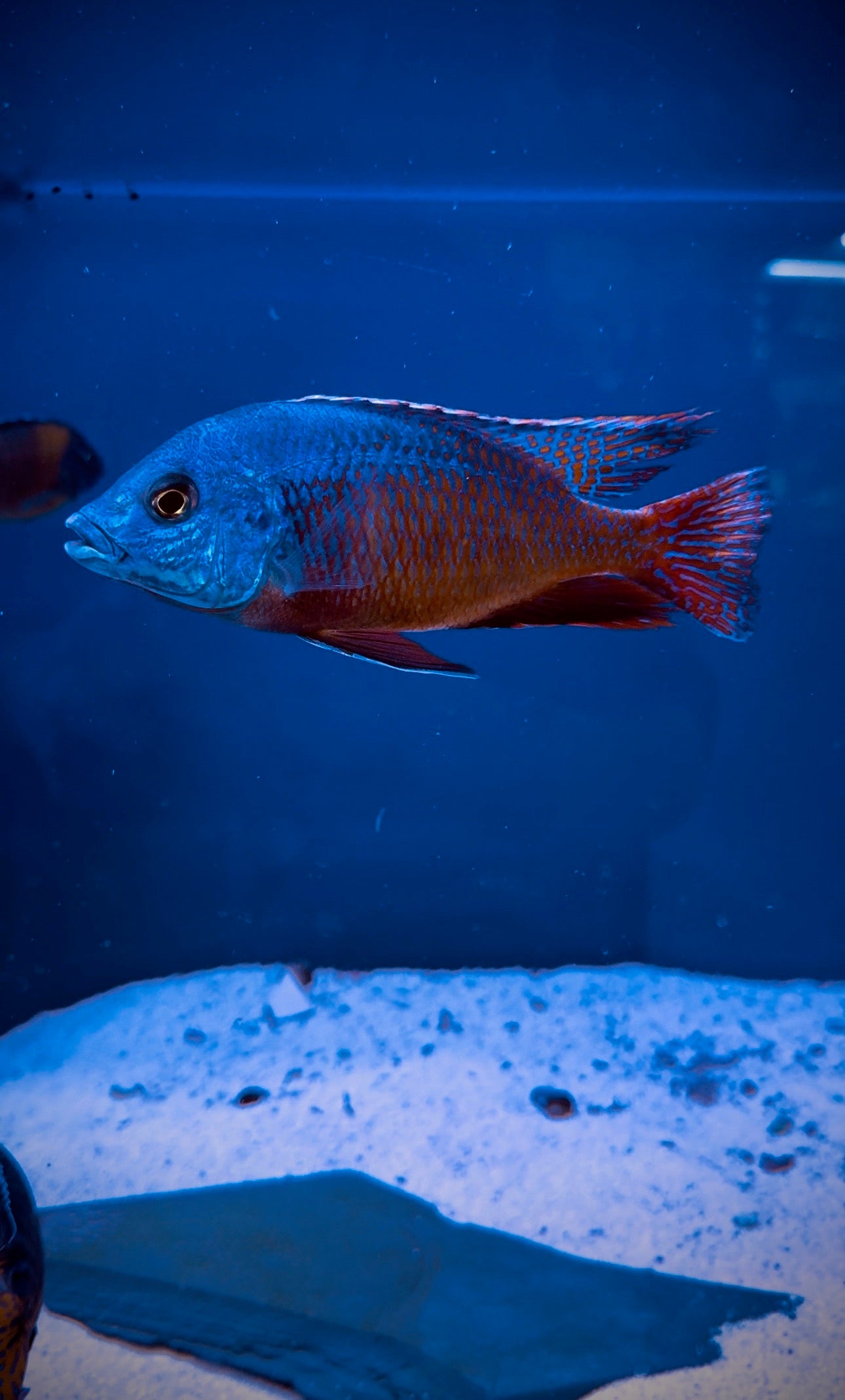 Ndiwe Blue Fire Hap Cichlid LG