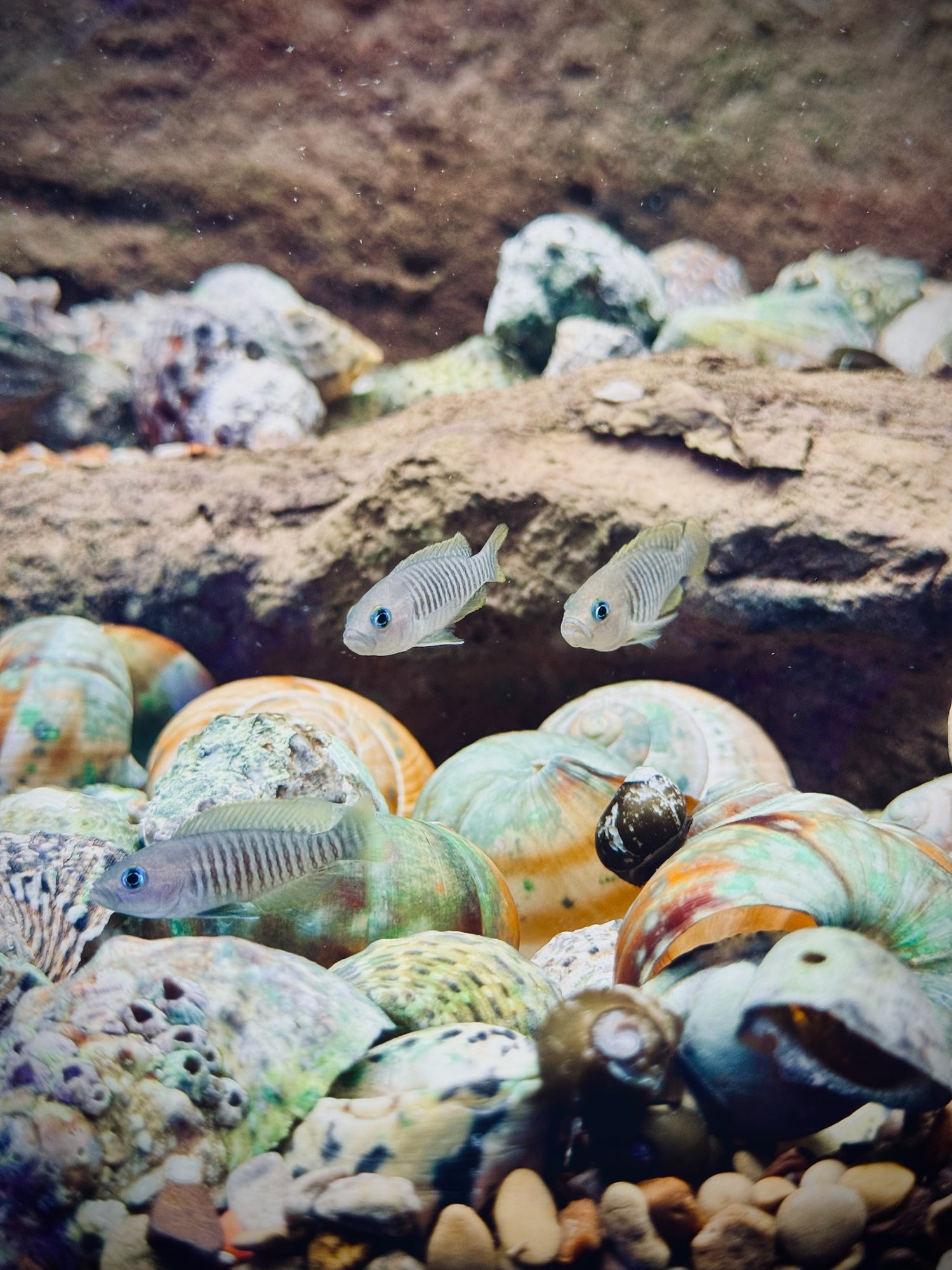 Neolamprologus Similis Cichlid