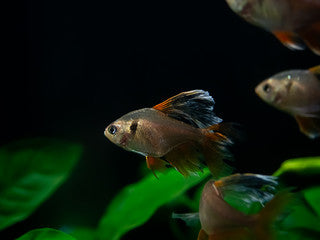 Long Fin Serpae Tetra