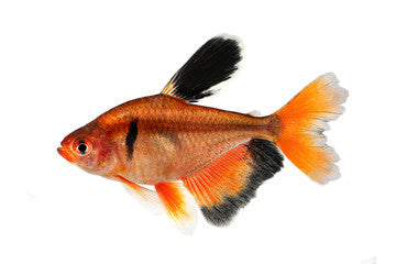 Long Fin Serpae Tetra