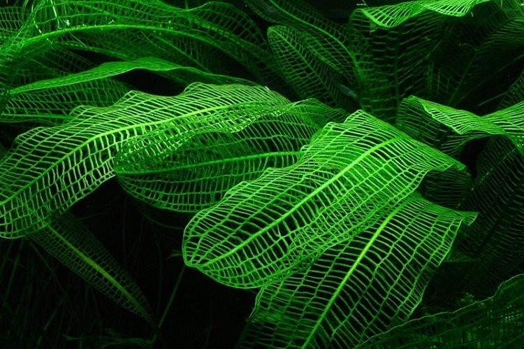 Aponogeton Madagascar Lace Medium Plant