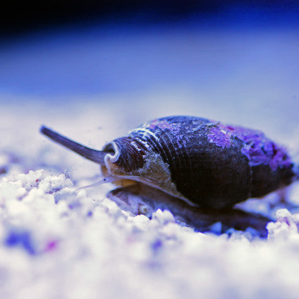 Nassarius snail