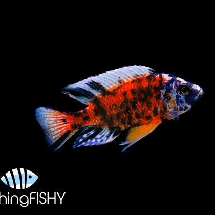 OB Borleyi Cichlid LG