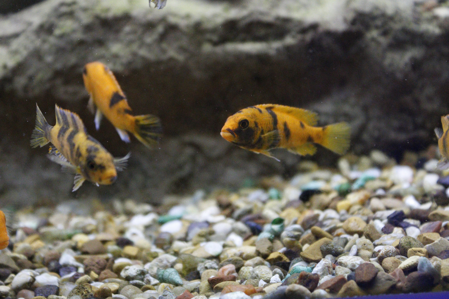 Metriaclima Estherae OB Zebra Cichlid