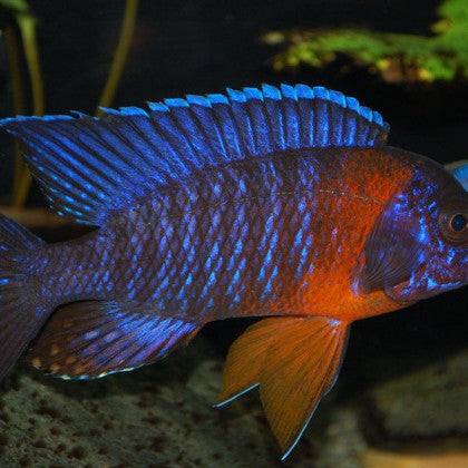 Red Shoulder Peacock