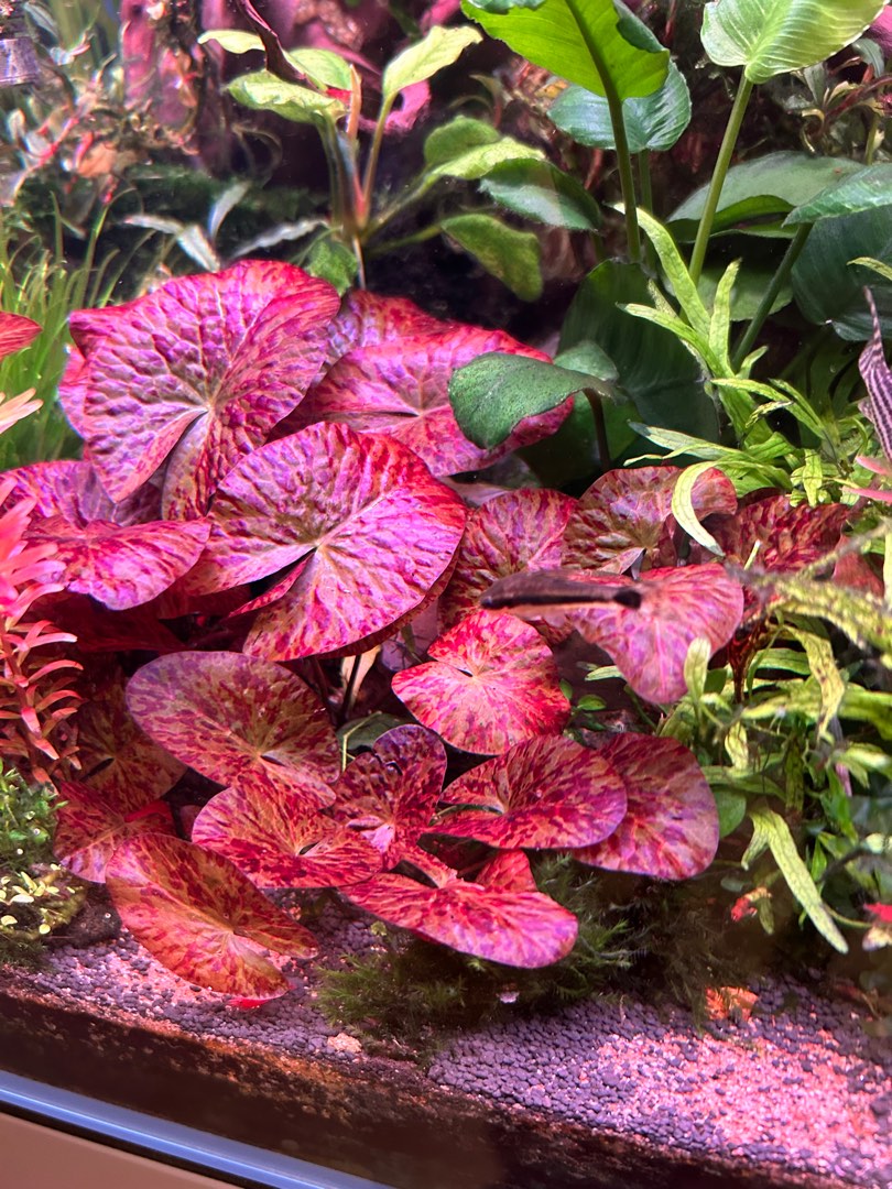 Tiger Lotus Plant