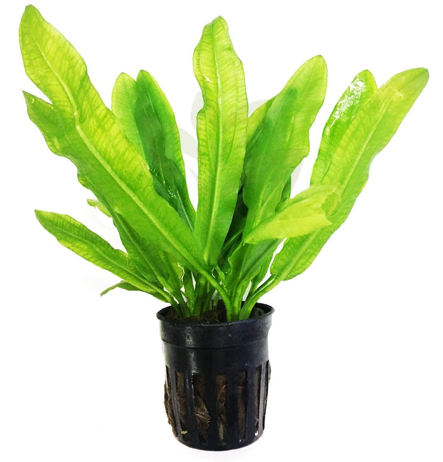 Ruffle Sword Plant Pot
