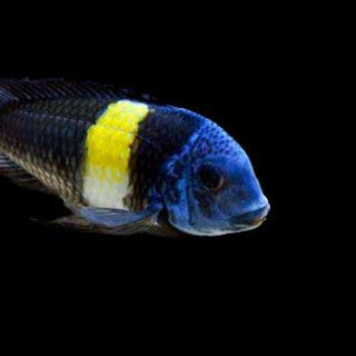 Tropheus Duboisi Maswa