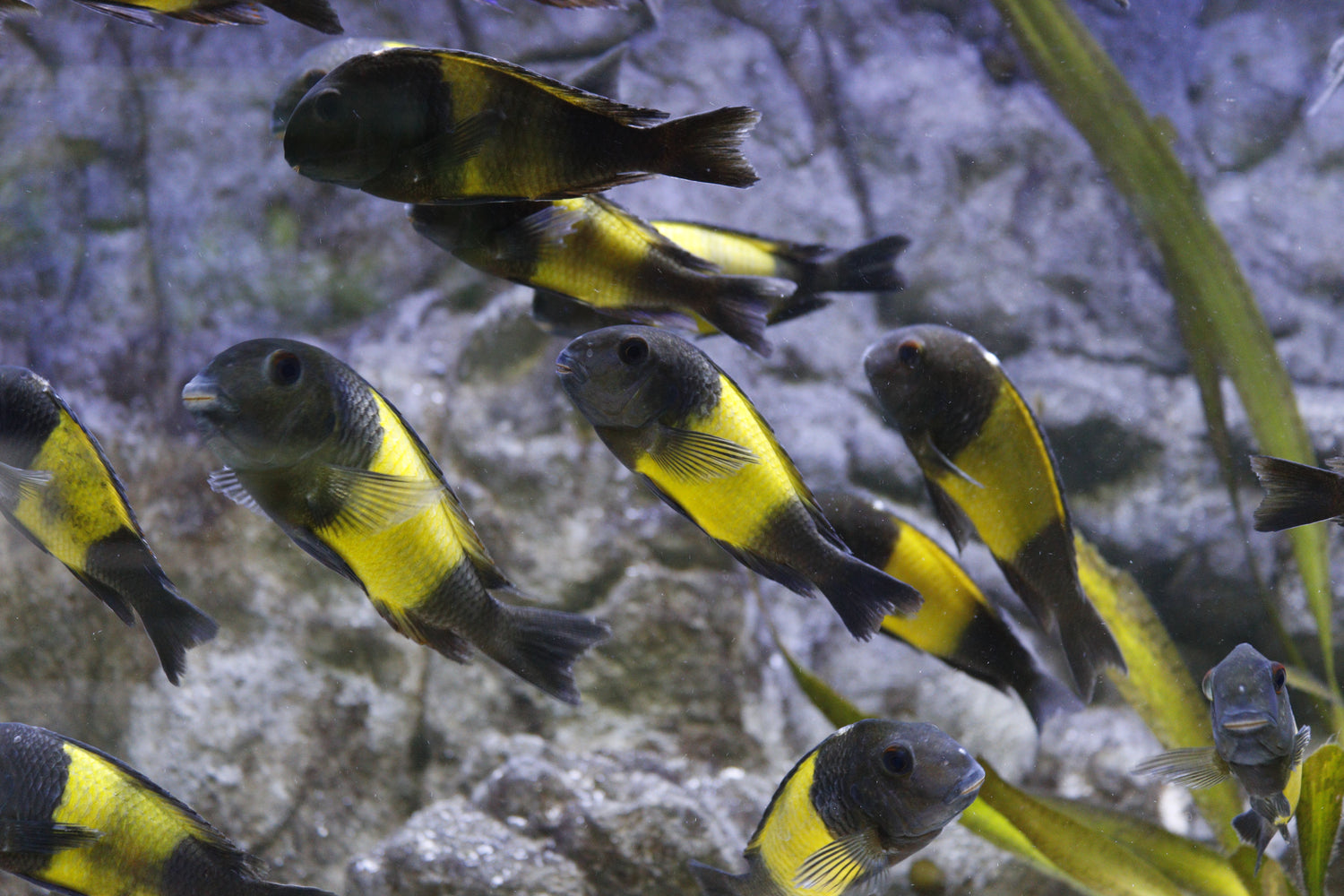 Tropheus sp. Ikola
