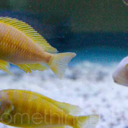 Tropheus Brichardi Kipili Albino