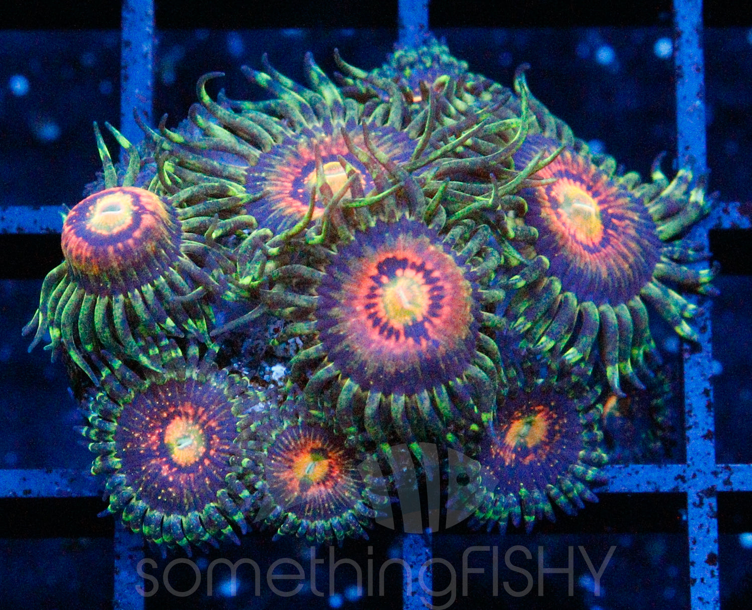 Rainbow Incinerator Paly/Zoa