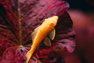 Albino Bristlenose Plecostomus