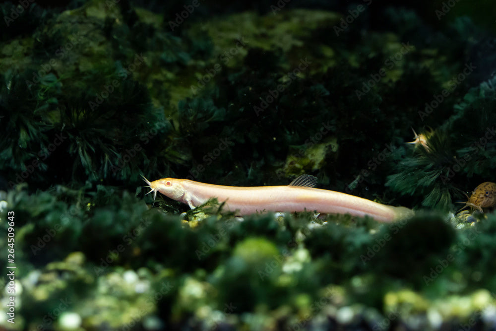 Albino Dojo Loach