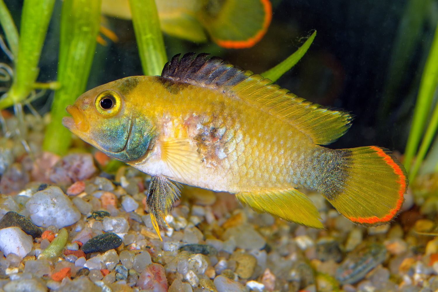 Apistogramma Panduro