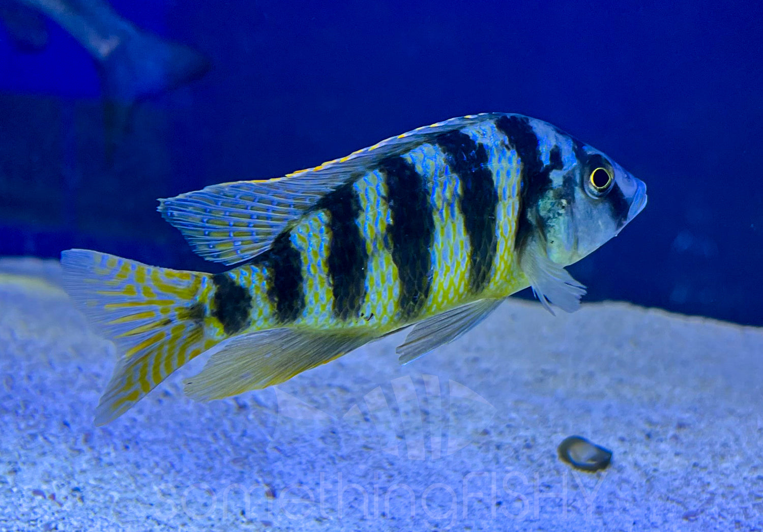 Haplochromis Johnstoni Cichlid