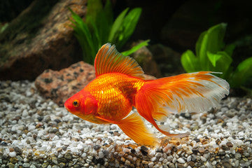 Fantail Goldfish LG